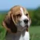 Beste honden sites