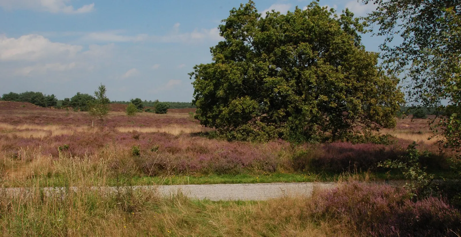 Wonen op de Veluwe