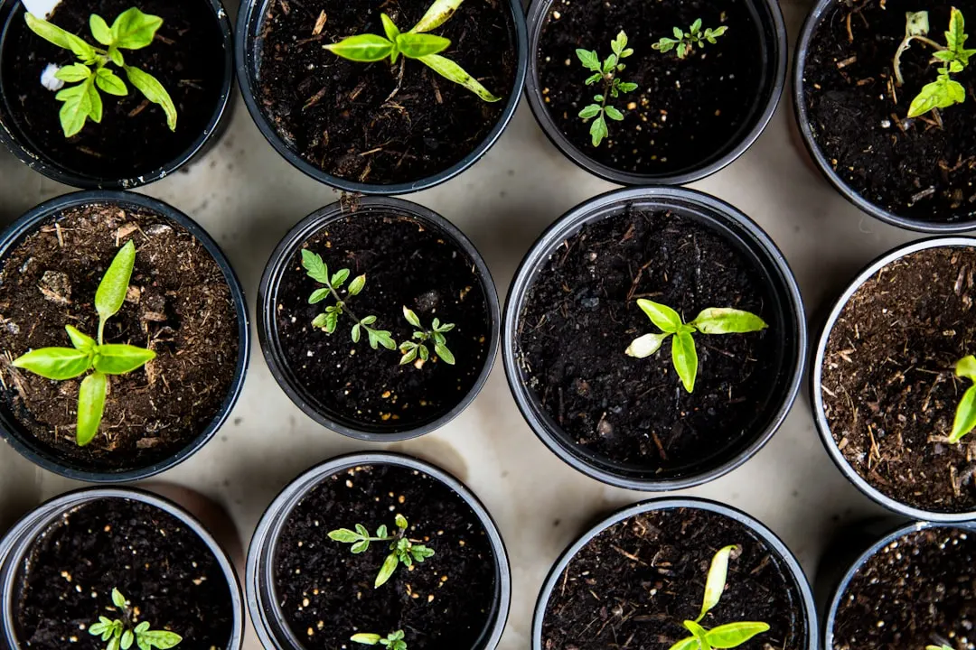 Hoe start je een moestuin voor beginners