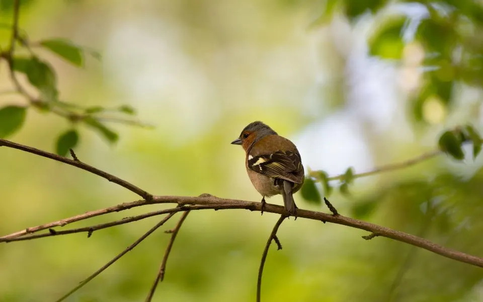 vogel gespot
